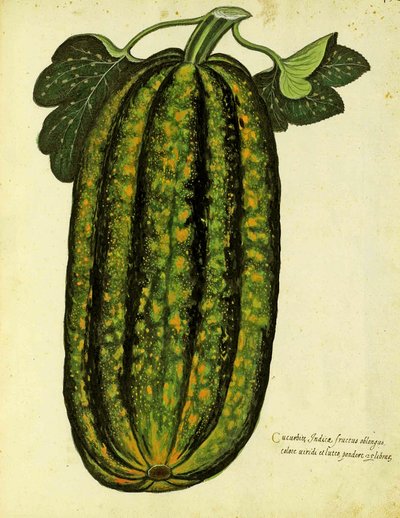 Green Oblong Squash by Ulisse Aldrovandi, Plate Published in Piante Fiori Frutti by Italian School