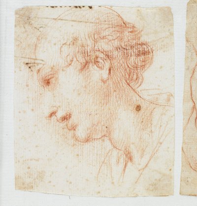 Head of a Young Man in Profile by Italian School