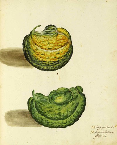 Heirloom Squash by Ulisse Aldrovandi by Italian School
