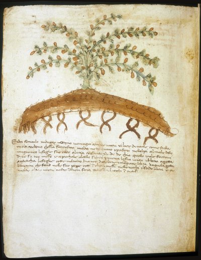 Herbarium of the 14th century. Municipal library of Rimini by Italian School