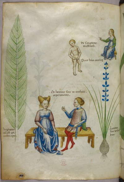 Illustration of field horsetail [hyppuris], and iris [? jacintus]; figures representing aspects of human sexuality, c.1440 by Italian School