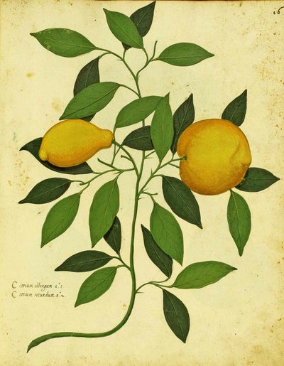 Italian Heirloom Lemon by Ulisse Aldrovandi, Plate Published in Piante Fiori Frutti by Italian School