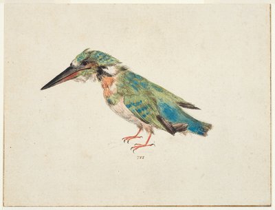 Kingfisher, c.1650-99 by Italian School