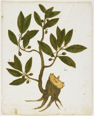 Laurel Tree (Laurus nobilis) by Italian School