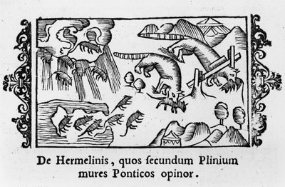 Migration of lemmings, from 