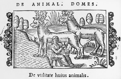 Milking Reindeers (illustration from Historia de Gentibus Septentrionalibus by Olaus Magnus, published in Rome, 1555) by Italian School