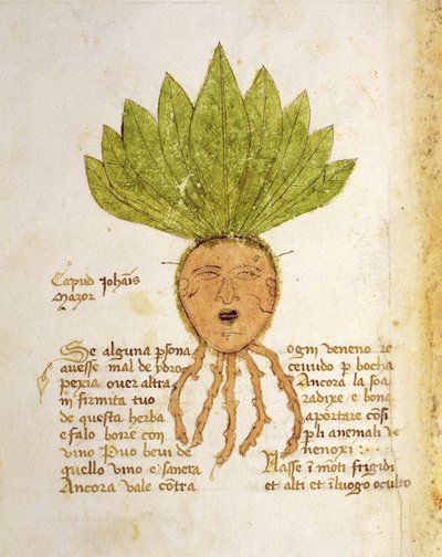 Herba Capud Johannis Mazor by Italian School