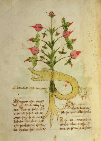 Herba Chavalaritas Romana, late c.15th by Italian School