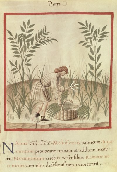 Harvesting Leeks, from 