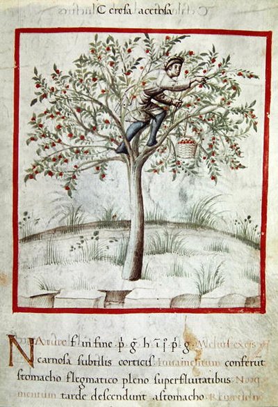 Picking Cherries, from 
