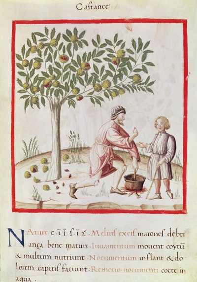 Harvesting and cooking chestnuts, from 