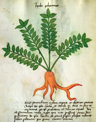 Herba Poleximas, from 