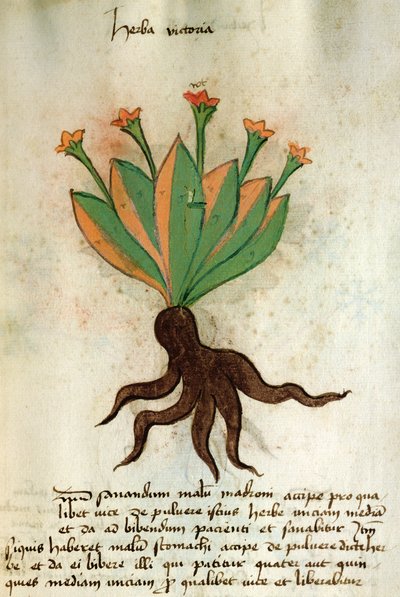 Herba Victoria, from 
