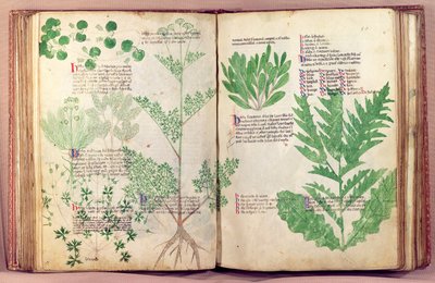 Plants from De Herbis by Manfredus de Monte Imperiali, c.1330-40 by Italian School
