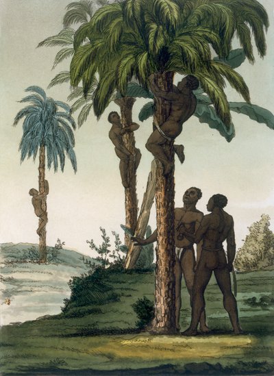 Natives Climb Palms Using Sling Halters Around Their Hips, 1820s-30s by Italian School