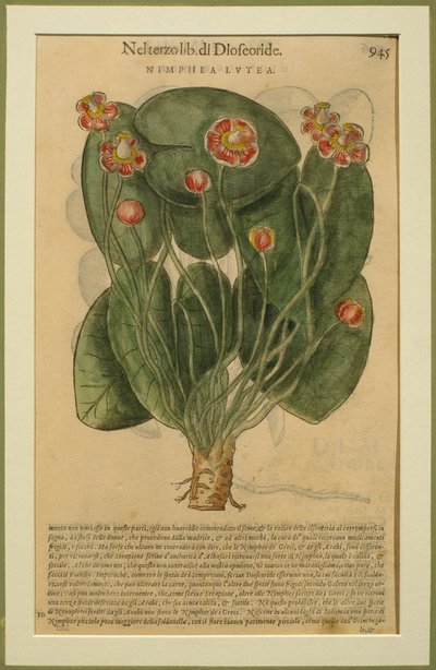 Nimphea Lutea, a botanical plate from the Discorsi by Pietro Andrea Mattioli published in Venice, 1570 by Italian School