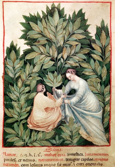 Two women picking sage, from Tacuinum Sanitatis, c.1390-1400 by Italian School