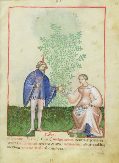 Roses, from Tacuinum Sanitatis by Italian School