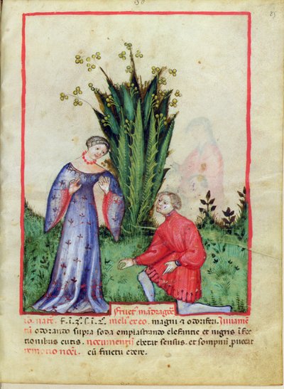 Fruit of Mandrake, from Tacuinum Sanitatis by Italian School