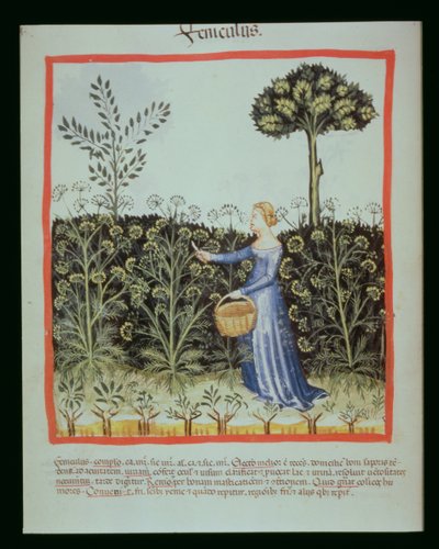 Harvesting Fennel, Tacuinum Sanitatis Codex Vindobonensis by Italian School