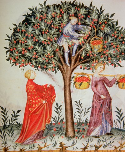 Picking Cherries, from the Tacuinum Sanitatis Codex Vindobonensis by Italian School