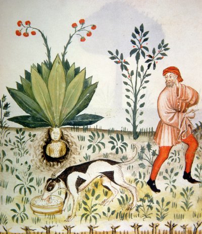 Mandrake, from Tacuinum Sanitatis by Italian School