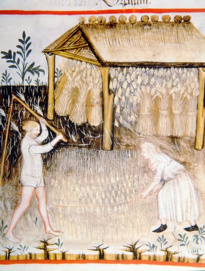 Threshing Barley, from Tacuinum Sanitatis by Italian School
