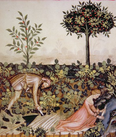 Harvesting Horseradish, from Tacuinum Sanitatis Codex Vindobonensis by Italian School