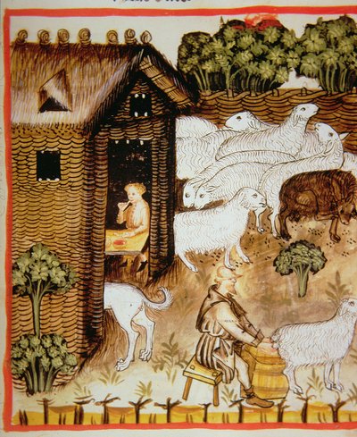 Sheep farming: sweet milk, from Tacuinum Sanitatis by Italian School