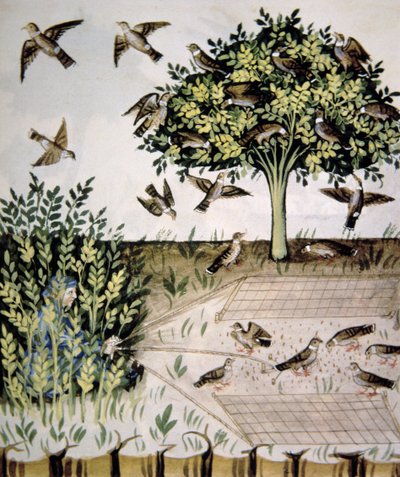 Turtle Doves (illustration from Tacuinum Sanitatis Codex Vindobonensis) by Italian School