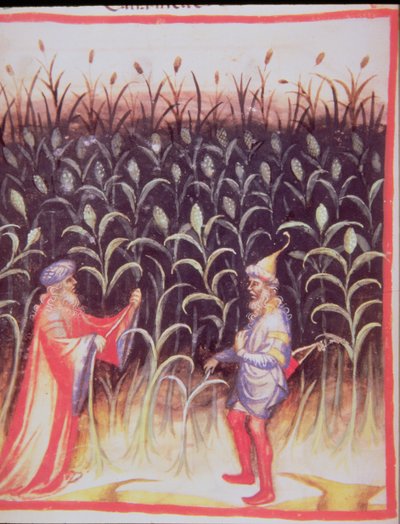 The Cultivation of Sugar Cane, from Tacuinum Sanitatis by Italian School