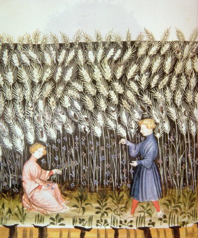 Harvesting Wheat, from Tacuinum Sanitatis by Italian School