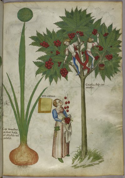 Onion and cherry tree, c.1440 by Italian School