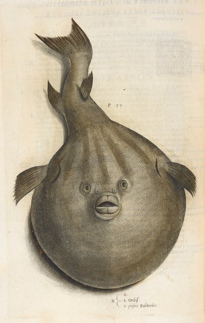 Orbis. Pesci Palombo, illustration from 