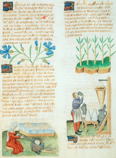 Page from the Tractatus de Herbis by Dioscorides Pedanius by Italian School