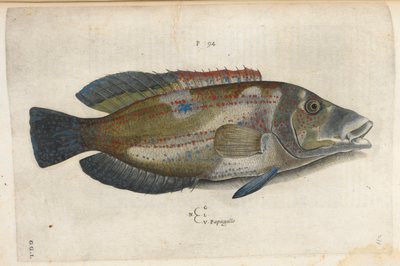Papagallo (Nematistius pectoralis), illustration from 