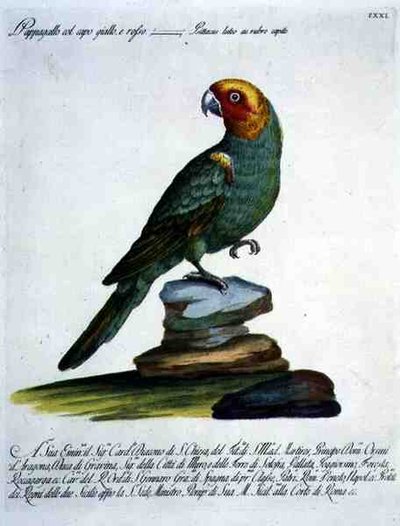 Parrot by Italian School