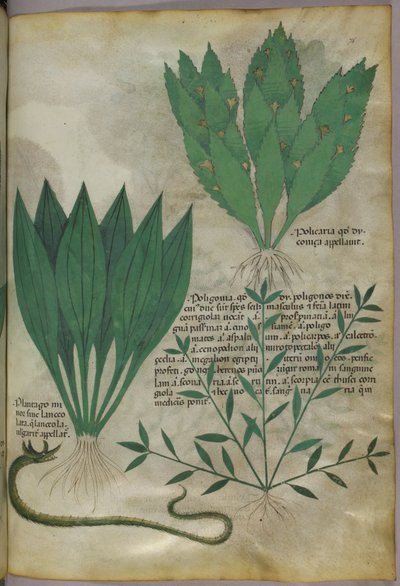 Plants with large broad leaves and a snake, c.1440 by Italian School
