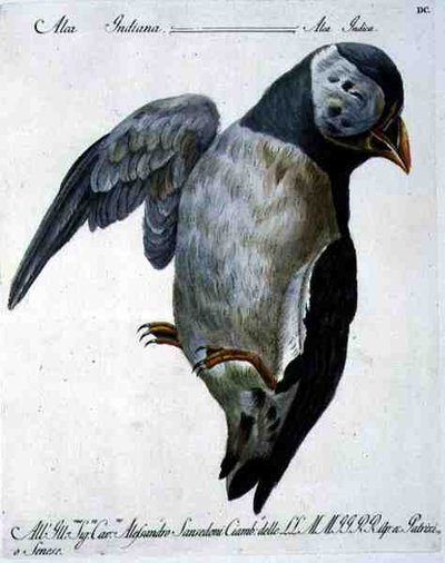 Puffin, c.1767-76 by Italian School