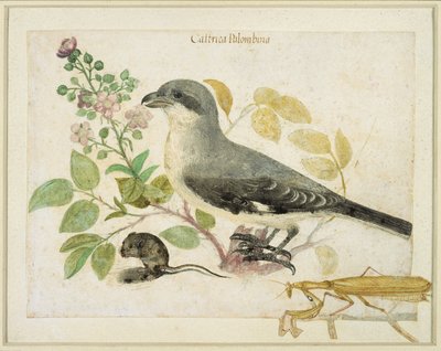 Shrike and a Praying Mantis (for Cassiano dal Pozzo Paper Museum) by Italian School