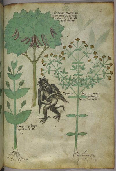 Miniature of plants and a demon: the herb Ypericon, supposedly repelled demons, from 