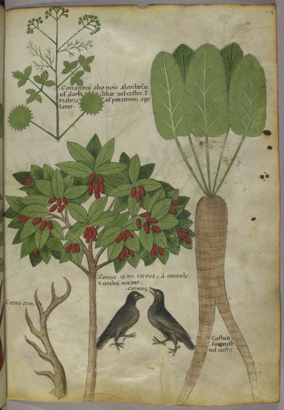 Sloane 4016 f.34 