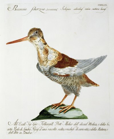 Snipe, c.1767-76 by Italian School