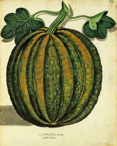 Squash by Ulisse Aldrovandi, Plate Published in Piante Fiori Frutti by Italian School