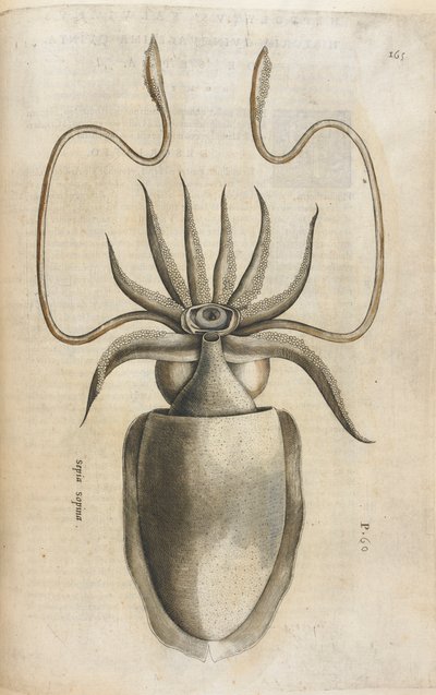 Squid, illustration from 