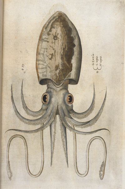 Squid, illustration from 