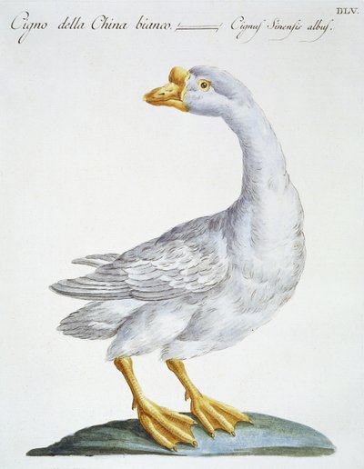Swan, c.1767-76 by Italian School