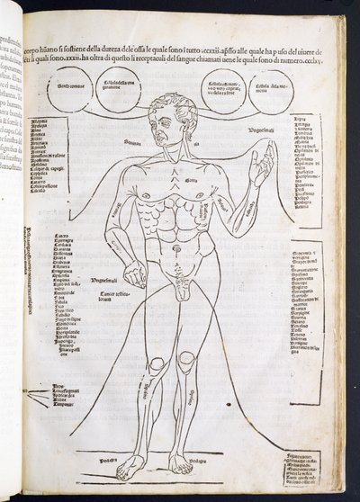 The Male Anatomy, from Fascilulus Medicinae by Johannes de Ketham by Italian School