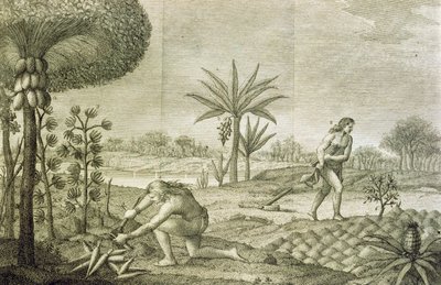 Various vegetable crops of the Indians of the basins of the Orinoco and the Amazon by Italian School