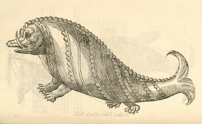 Illustration of Aper Marinus Cetaceus from Aldrovandi